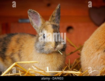 Zwerg Kaninchen (Oryctolagus Cuniculus F. Domestica), junge Zwerg Kaninchen sitzen in einem Kaninchenstall, Deutschland Stockfoto