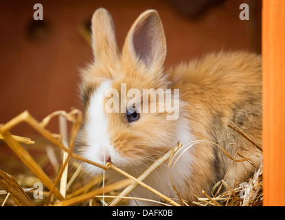 Löwenkopf Kaninchen (Oryctolagus Cuniculus F. Domestica), junge Löwenkopf Kaninchen sitzen im Stall, Deutschland Stockfoto