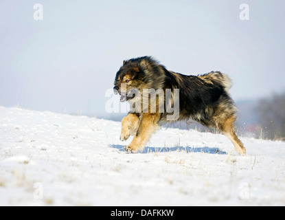 Eurasien (Canis Lupus F. Familiaris), ausgeführt durch den Schnee, Deutschland Stockfoto