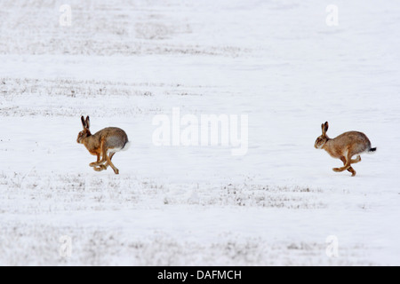Feldhase, Feldhasen (Lepus Europaeus), Paarungszeit im Winter, Österreich, Burgenland Stockfoto