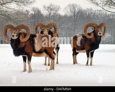 Mufflon (Ovis Musimon, Ovis Gmelini Musimon, Ovis Orientalis Musimon), drei Männer im Schnee, Deutschland, Sachsen Stockfoto