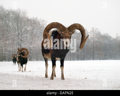 Mufflon (Ovis Musimon, Ovis Gmelini Musimon, Ovis Orientalis Musimon), Schnee Männchen in einer Wiese, Deutschland, Sachsen Stockfoto