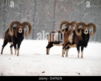 Mufflon (Ovis Musimon, Ovis Gmelini Musimon, Ovis Orientalis Musimon), drei Männer im Schnee, Deutschland, Sachsen Stockfoto