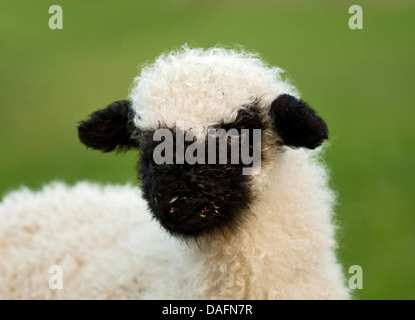 Valais Blacknose, Valais Blacknose Schafe (Ovis Ammon F. Aries), junges Lamm, Deutschland Stockfoto