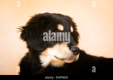 Mischling Hund (Canis Lupus F. Familiaris), 10 Monate altes Baby Whelp, Deutschland Stockfoto