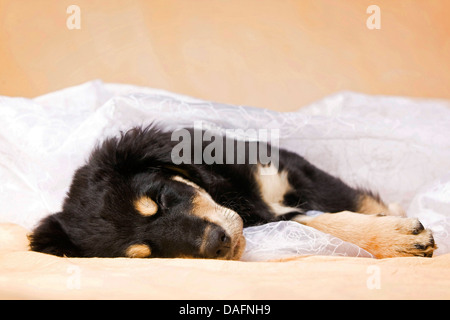 Mischling Hund (Canis Lupus F. Familiaris), 10 Monate altes Baby schlafen Whelp, Deutschland Stockfoto