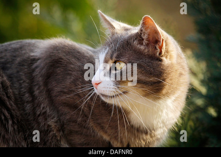 Hauskatze, Haus Katze (Felis Silvestris F. Catus) grau gestreifter Kater umzusehen, Deutschland Stockfoto