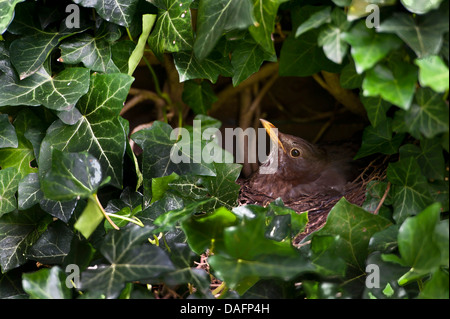 Amsel (Turdus Merula) in seinem Nest unter Efeu, Zucht, Germany, North Rhine-Westphalia, Verl Stockfoto