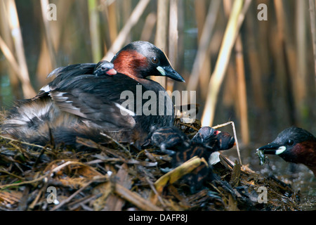 Zwergtaucher (Podiceps Ruficollis, Tachybaptus Ruficollis), Eltern füttern die Küken, Deutschland, Nordrhein-Westfalen Stockfoto