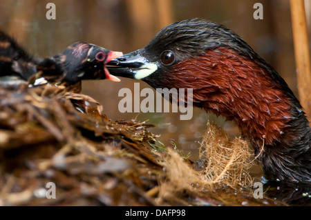 Zwergtaucher (Podiceps Ruficollis, Tachybaptus Ruficollis), Fütterung eine Küken, Deutschland, Nordrhein-Westfalen Stockfoto