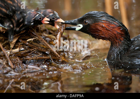 Zwergtaucher (Podiceps Ruficollis, Tachybaptus Ruficollis), Fütterung der Küken im Nest, Deutschland, Nordrhein-Westfalen Stockfoto