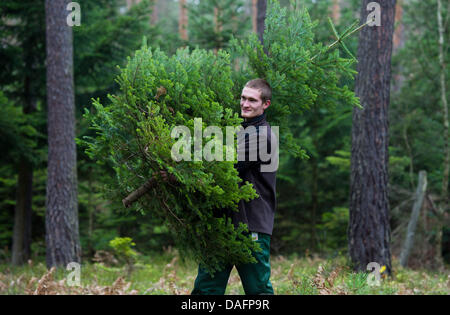 Frederic Neumann, die ein freiwilliges ökologisches Jahr bei der Stiftung August Bier abgeschlossen ist, führt eine Nikko-Tanne aus einem Waldgebiet mit Weihnachtsbäumen in Sauen, Deutschland, 7. Dezember 2011. 10. Dezember 2011 auferlegen das jährliche "Weihnachtsbaum Fällen" der Stiftung August Bier braucht, für alle, die ihren eigenen Weihnachtsbaum im Wald suchen und schneiden Sie es will Stockfoto