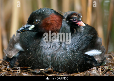 wenig Grebe (Podiceps Ruficollis, Tachybaptus Ruficollis), Altvogel mit Quietsche auf der Rückseite, Germany, North Rhine-Westphalia, Verl Stockfoto