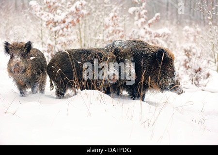 Schwein, Wildschwein, Wildschweine auf einer Lichtung im Schnee, Deutschland, Sachsen, Wildschwein (Sus Scrofa) Stockfoto