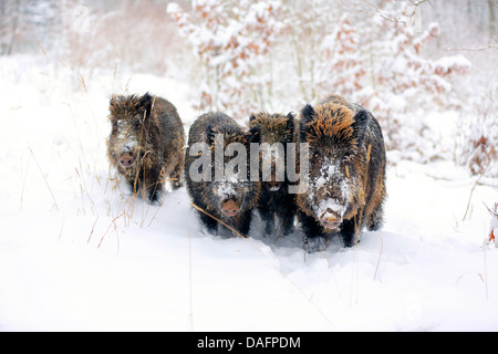 Schwein, Wildschwein, Wildschweine auf einer Lichtung im Schnee, Deutschland, Sachsen, Wildschwein (Sus Scrofa) Stockfoto