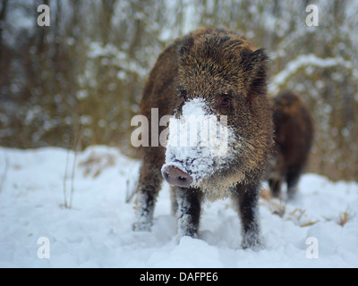 Wildschwein, Schwein, Wildschwein (Sus Scrofa), auf einer Lichtung mit verschneiten Nase, Deutschland, Sachsen Stockfoto