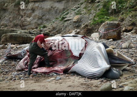 Eine OBDUKTION auf 27FT ZWERGWAL von der ZOOLOGISCHEN Gesellschaft des 12. Juli 2013 SÜDBUCHT SCARBOROUGH NORTH YORKSHIRE ENGLAND Stockfoto