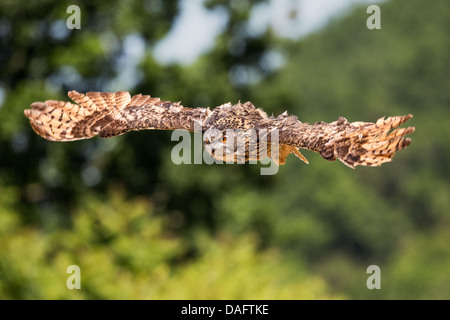 Eurasische Adler-Eule (Bubo Bubo) durch französische Landschaft fliegen Stockfoto