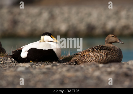 Gemeinsamen Eider - Jökulsárlón, Süden Islands Stockfoto