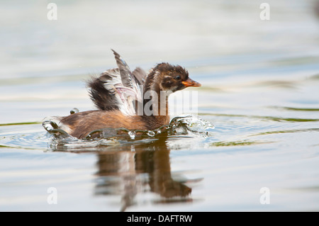 Zwergtaucher (Podiceps Ruficollis, Tachybaptus Ruficollis), sieben Wochen alt juvenile schwimmen und mit Flügeln, Deutschland, Nordrhein-Westfalen Stockfoto