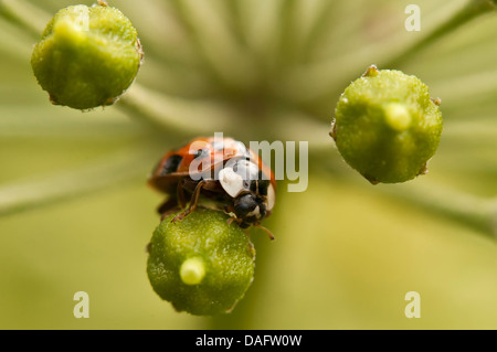 bunten asiatischen Käfer (Harmonia Axyridis), auf Efeu Blüten, Deutschland, Nordrhein-Westfalen