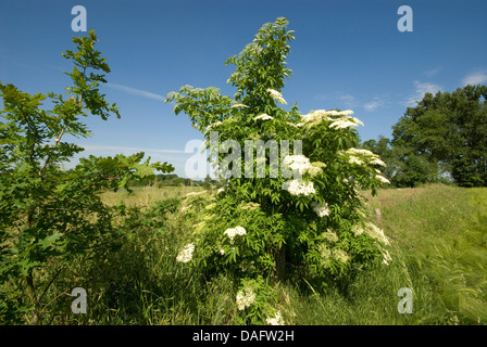 Europäischen schwarzen Holunder, Holunder, gemeinsame Holunder (Sambucus Nigra), blühen in einer Wiese, Germany, North Rhine-Westphalia, Verl Stockfoto