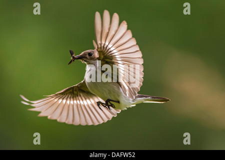 pied-Fliegenschnäpper (Ficedula Hypoleuca), Altvogel fliegt mit der Nahrung in die Rechnung für den Nachwuchs, Germany, North Rhine-Westphalia, L Anse Aux Meadows Stockfoto