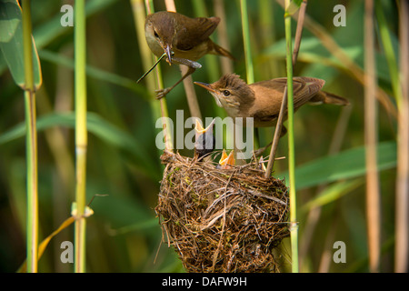 Rohrsänger (Acrocephalus Scirpaceus), koppeln, Fütterung der Nachkommen am Nest im Schilf, Deutschland, Nordrhein-Westfalen Stockfoto