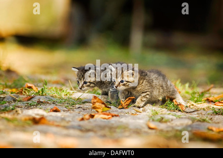 Hauskatze, Hauskatze (Felis Silvestris F. Catus), zwei braun gestreift, drei Wochen alte Kätzchen zu Fuß, Deutschland Stockfoto