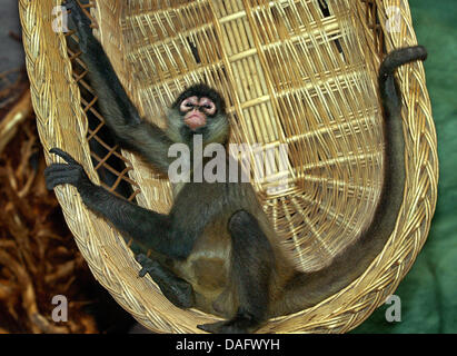 (Dpa-Datei) Ein Datei-Bild datiert 8. Februar 2002 von einem Geoffroy-Klammeraffe (lat.: Ateles Geoffroyi) Posen im Zoo Chemnitz, Deutschland. Foto: Wolfgang Thieme Stockfoto