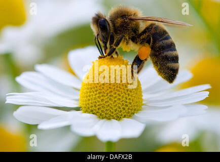 (Dpa-Datei) Ein Datei-Bild datiert 15. Juni 2009 einer Biene sammeln Pollen aus einer Kamille in Frankfurt Oder, Deutschland. Foto: Patrick Pleul Stockfoto