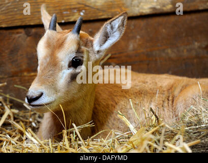 Ein Krummsäbel-horned Oryx (lat.: Oryx Dammah) Kalb ist im Serengeti Wildlife Park Hodenhagen, Deutschland, 7. März 2011 empfindlilcher. Seine Mutter kümmerte sich nicht genug für das Kalb, so mußten sie getrennt werden. Scimitar-gehörnte Oryxes sind in freier Wildbahn durch extreme Jagd erloschen, Wiedereinführung Programme einen Grundstein für die Bevölkerung in Tunesien, Niger und Tschad. Foto: HOLGER HOLLEMANN Stockfoto