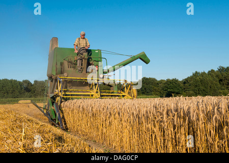 alten Mähdrescher im Getreidefeld, Deutschland Stockfoto