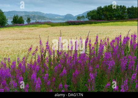 Weidenröschen, blühenden Kornfeld mit blühenden Weide-Kräuter, Norwegen, Lauvsnes, große Weide-Kraut (Epilobium Angustifolium, Chamaenerion Angustifolium), Sally, Rosebay Weide-Kraut Stockfoto