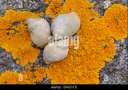 Wellhornschnecken (Buccinidae), drei Schnecken auf einem Felsen lichened Küste, Norwegen Stockfoto