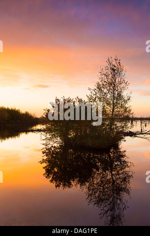 gemeinsame Birke, Birke, Europäische weiße Birke, weiß-Birke (Betula Pendel, Betula Alba), Sonnenaufgang über renaturierte Goldenstedter Moor, Deutschland, Niedersachsen Stockfoto