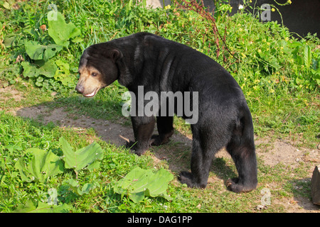 Sun Bear, malayischen Sonne Bär (Ursus Malayanus, Helarctos Malayanus), stehend auf einem Wiesenweg Stockfoto