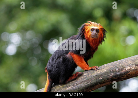 unter der Leitung von Golden Lion Tamarin, gold und schwarzer Löwe Tamarin (Leontopithecus Chrysomelas, Leontopithecus Rosalia Chrysomelas), sitzt auf einem Toten Ast Stockfoto