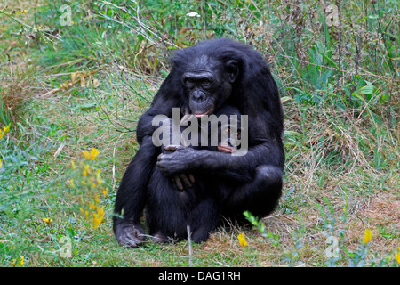 Bonobo, pygmy Schimpanse (Pan Paniscus), Mutter saß auf einer Wiese mit ein Jungtier in den Armen Stockfoto