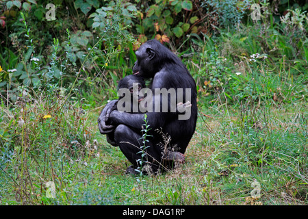 Bonobo, pygmy Schimpanse (Pan Paniscus), Mutter saß auf einer Wiese mit einem Spanferkel juvenile in den Armen Stockfoto