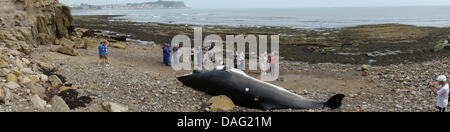 27FT ZWERGWAL gewaschen oben auf SOUTH BAY BEACH 12. Juli 2013 SÜDBUCHT SCARBOROUGH NORTH YORKSHIRE ENGLAND Stockfoto