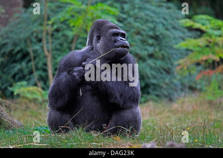 Flachlandgorilla (Gorilla Gorilla Gorilla), sitzen auf einer Wiese auf einem Grashalm kauen Stockfoto