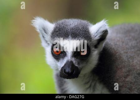Katta (Lemur Catta), portrait Stockfoto