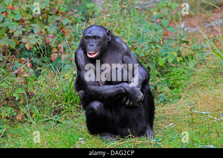 Bonobo, pygmy Schimpanse (Pan Paniscus), Mutter saß auf einer Wiese mit ein Jungtier in den Armen Stockfoto