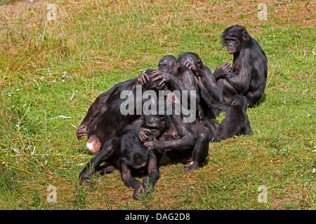 Bonobo, pygmy Schimpanse (Pan Paniscus), Gruppe sitzen auf einer Wiese, die sich gegenseitig pflegen Stockfoto