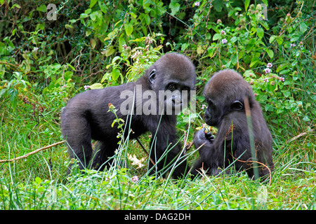 Flachlandgorilla (Gorilla Gorilla Gorilla), zwei Jugendliche spielen auf der Wiese Stockfoto