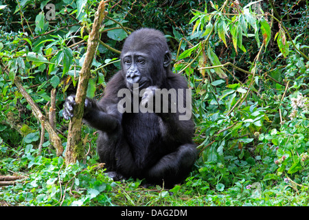 Flachlandgorilla (Gorilla Gorilla Gorilla), juvenile sitzen am Rand des ein Dickicht Stockfoto