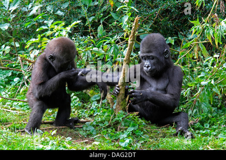 Flachlandgorilla (Gorilla Gorilla Gorilla), zwei Jugendliche spielen auf der Wiese Stockfoto