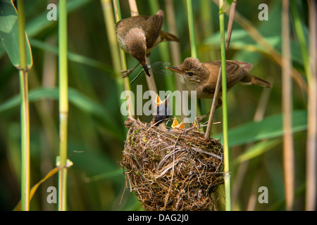 Rohrsänger (Acrocephalus Scirpaceus), paar Fütterung ihre Küken im Nest, Deutschland, Nordrhein-Westfalen Stockfoto