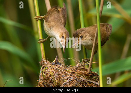 Rohrsänger (Acrocephalus Scirpaceus), paar Fütterung ihre Küken im Nest, Deutschland, Nordrhein-Westfalen Stockfoto